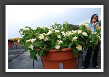 Lantana Lucky White_5568