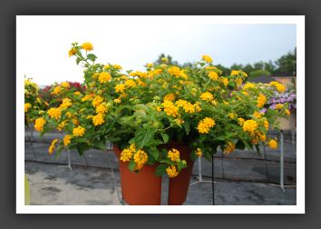 Lantana Landmark Gold_5549