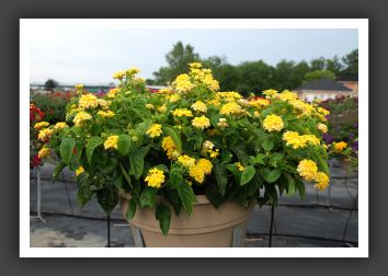 Lantana Landmark Yellow_5550