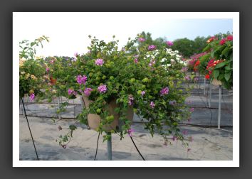 Lantana Luscious Grape_5553