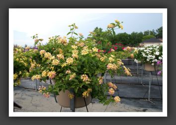 Lantana Luscious Tropical Fruit_5554