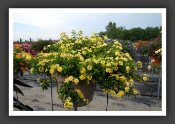 Lantana Luscious Lemonade_5555