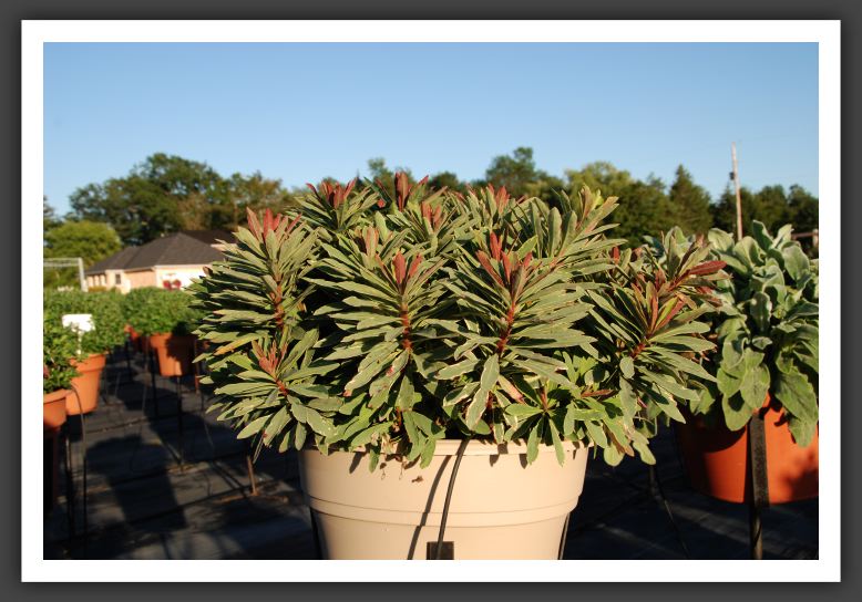 Euphorbia Helena's Blush_5947