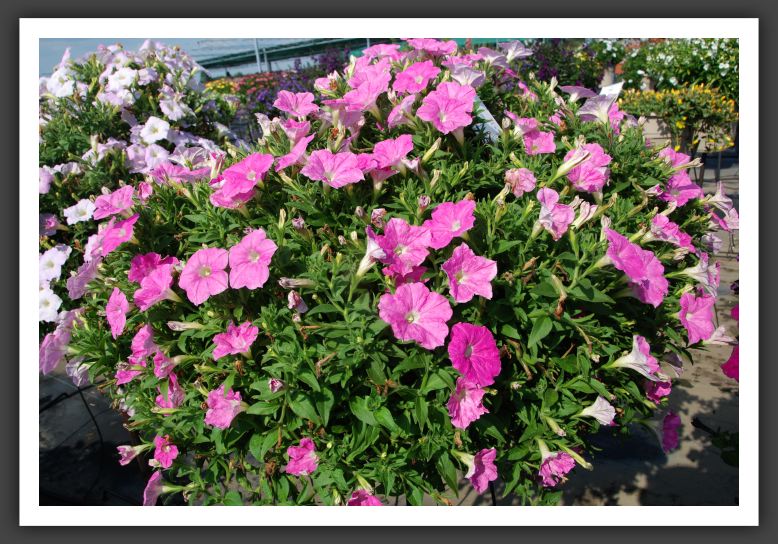 Petunia Ramblin' Shades O'Pink_5161