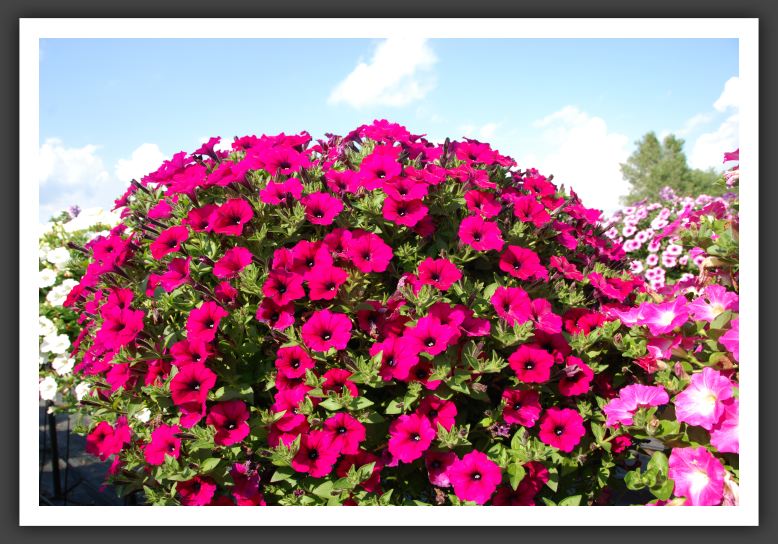 Petunia Supertunia Mini Purple_5260