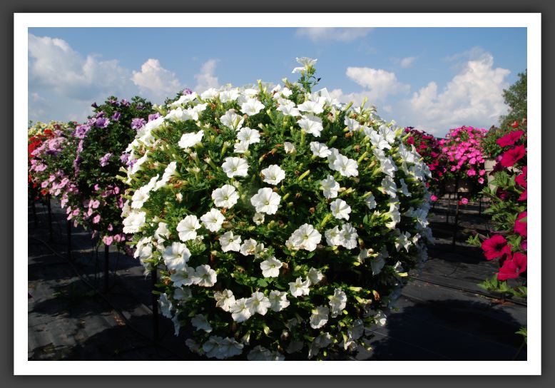 Petunia Supertunia Mini White_5261