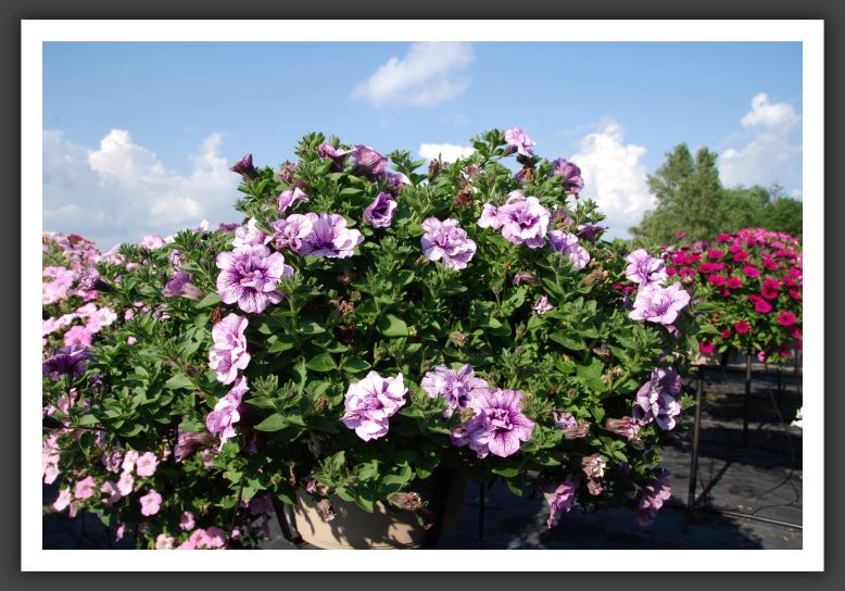 Petunia Supertunia Pricilla_5262