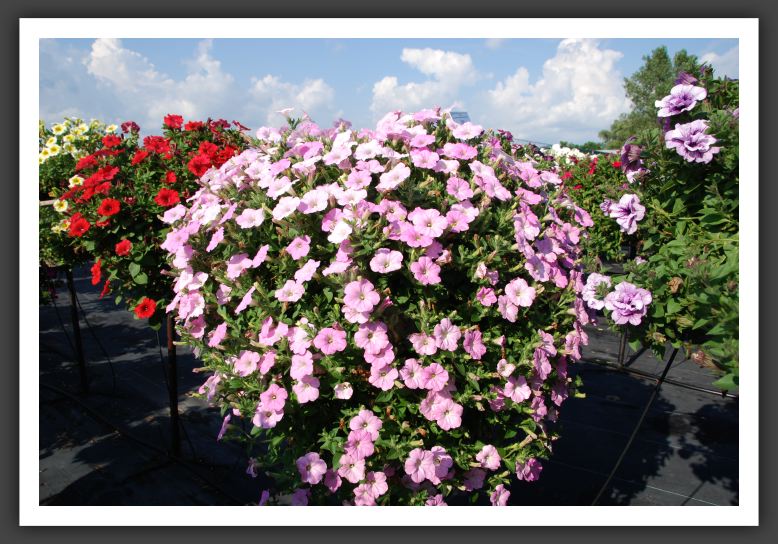 Petunia Supertunia Mini Pastel Pink_5263