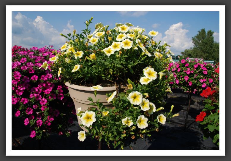 Petunia Supertunia Citrus_5265