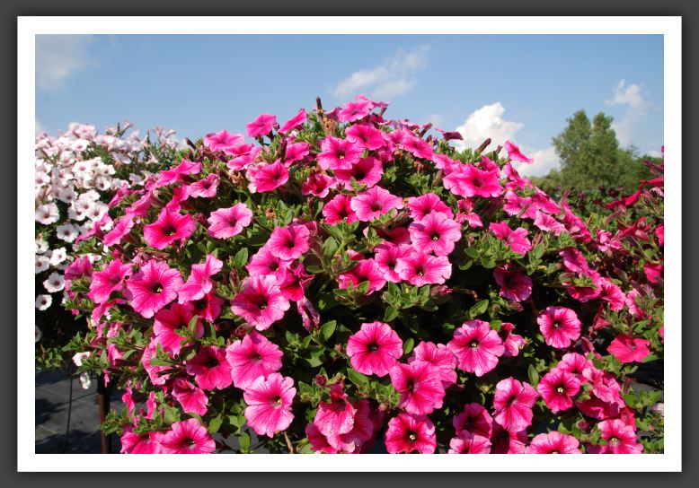 Petunia Supertunia Mini Strawberry Pink Vein_5268