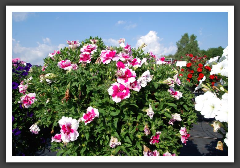 Petunia Supertunia Double Peppermint_5271