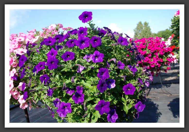 Petunia Supertunia Mini Blue_5272