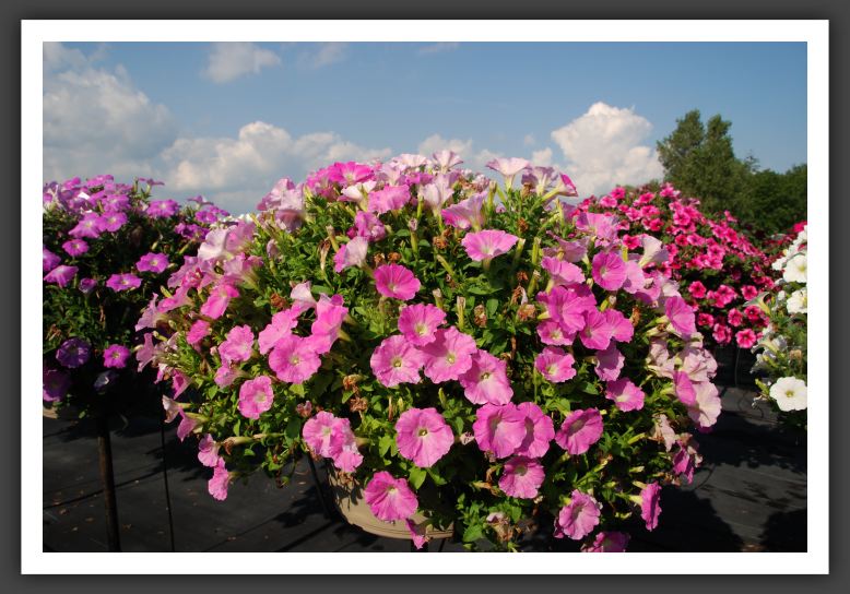 Petunia Whispers Bright Pink_5279