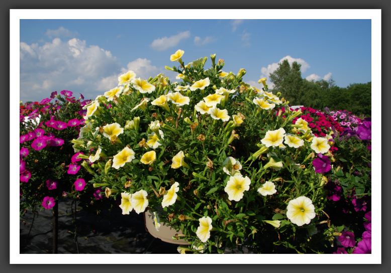 Petunia Cascadia Sunray_5287