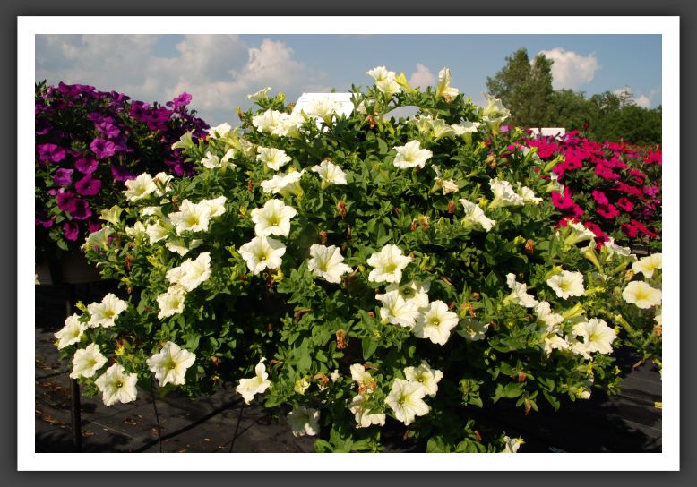 Petunia Surfinia Lime_5289
