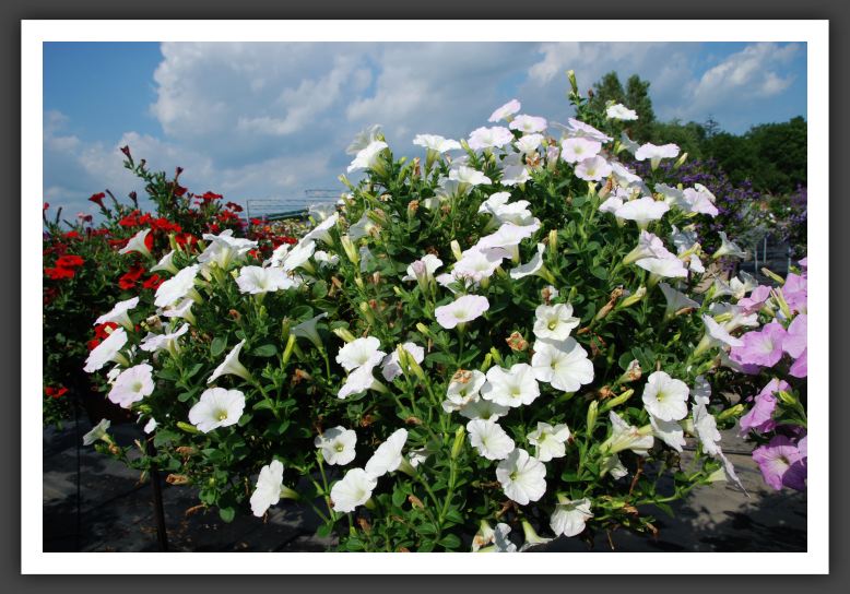 Petunia Avalanche White_5164