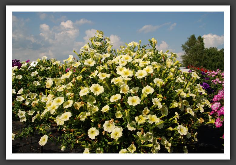Petunia Surfinia Yellow_5290