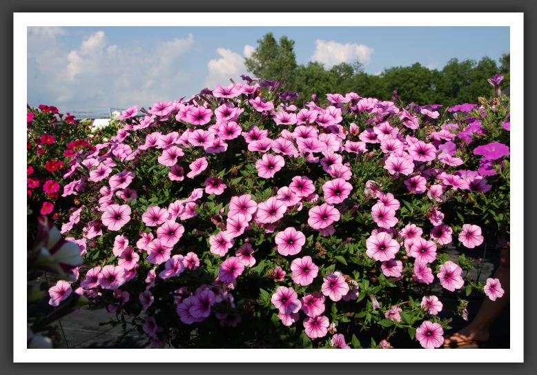 Petunia Suncatcher Pink Vein_5306