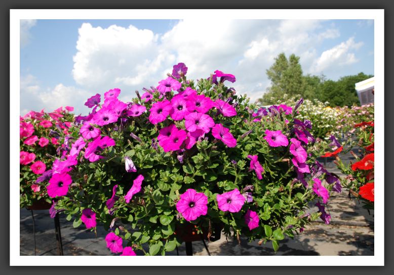 Petunia Avalanche Grape_5166