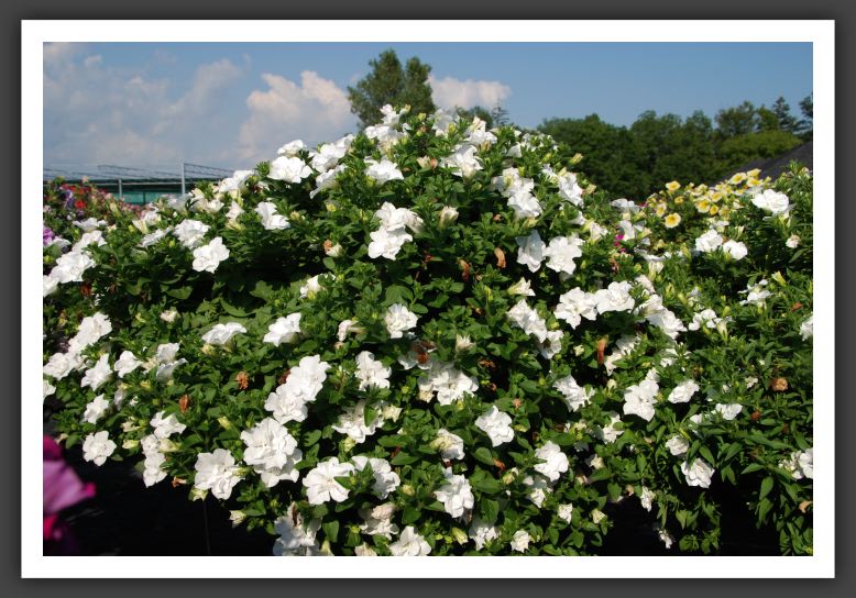Petunia Double Wave White_5311