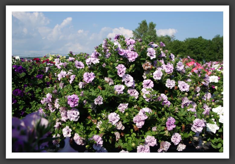 Petunia Double Wave Blue Vein_5312