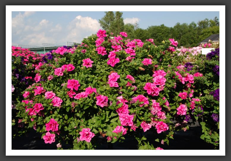 Petunia Double Wave Rose_5314