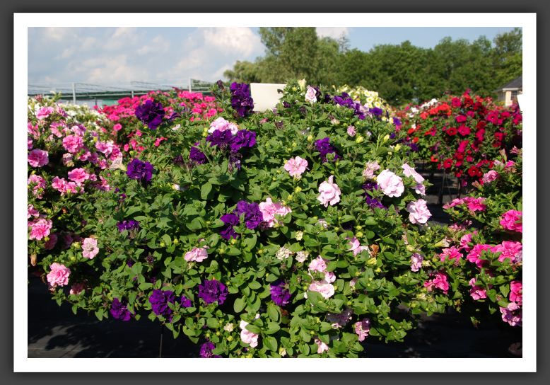 Petunia Double Wave_5315