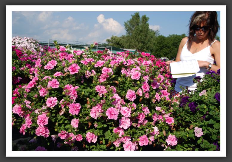 Petunia Double Wave_5316
