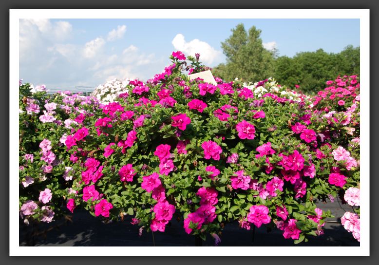 Petunia Double Wave Purple_5317