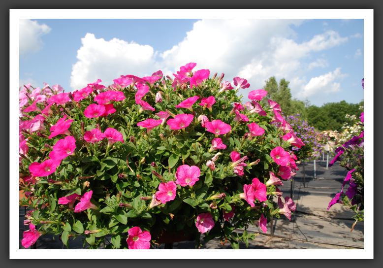 Petunia Avalanche Rose_5167