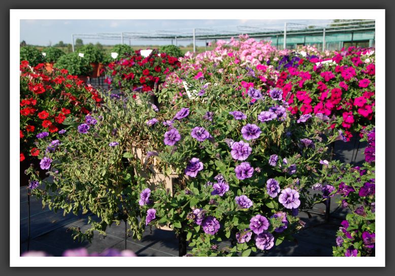 Petunia Sweet Sunshine Dark Violet_5321