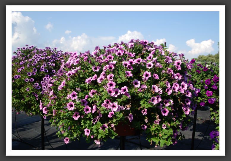 Petunia Tiny Tunia Plum Ice_5327