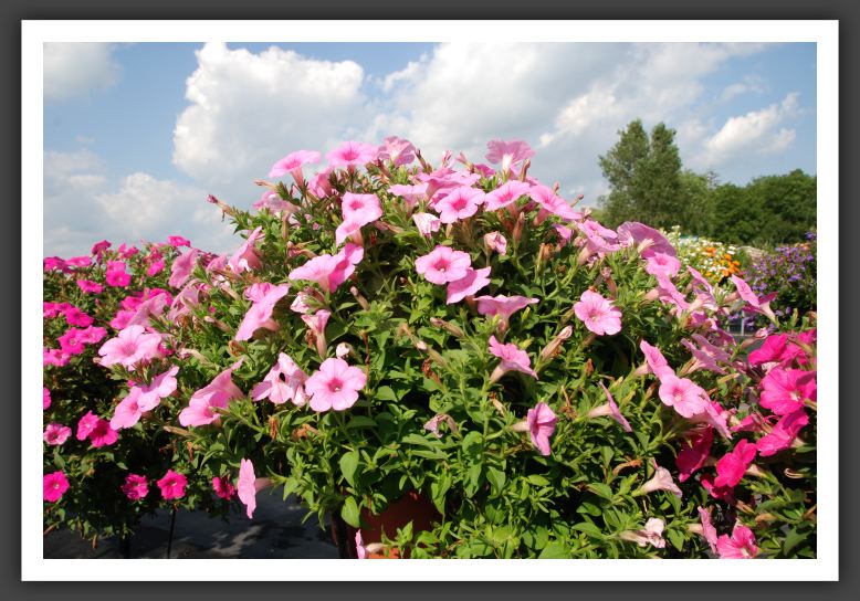 Petunia Explorer Pink_5168
