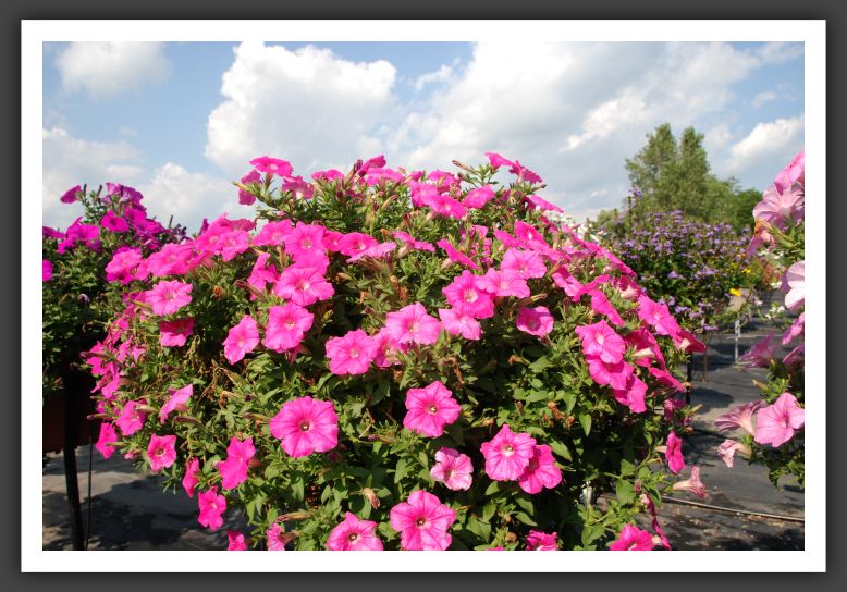 Petunia Explorer Rose_5169