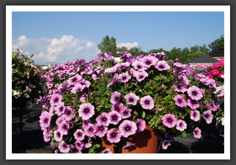 Petunia Sweetunia Purple Vein Imp_5342