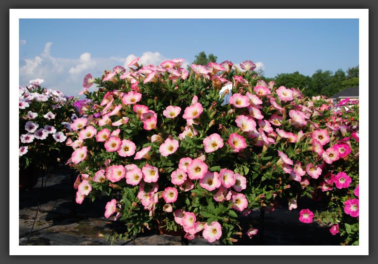 Petunia Sweetunia Soft Pink Morning_5344