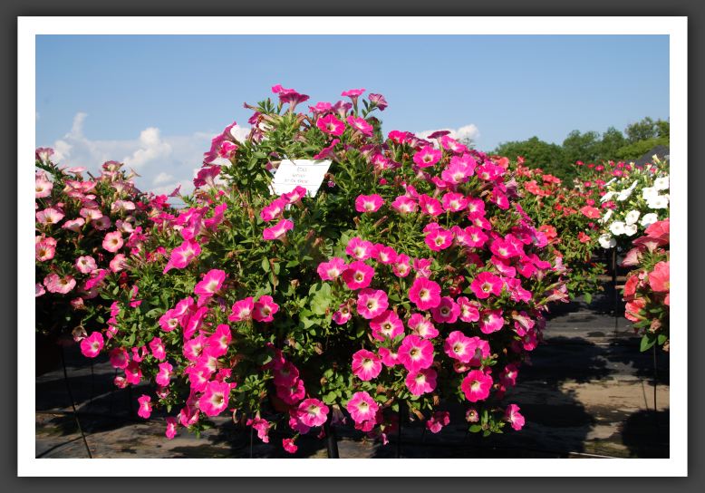 Petunia Sweetunia Hot Pink Morning_5345