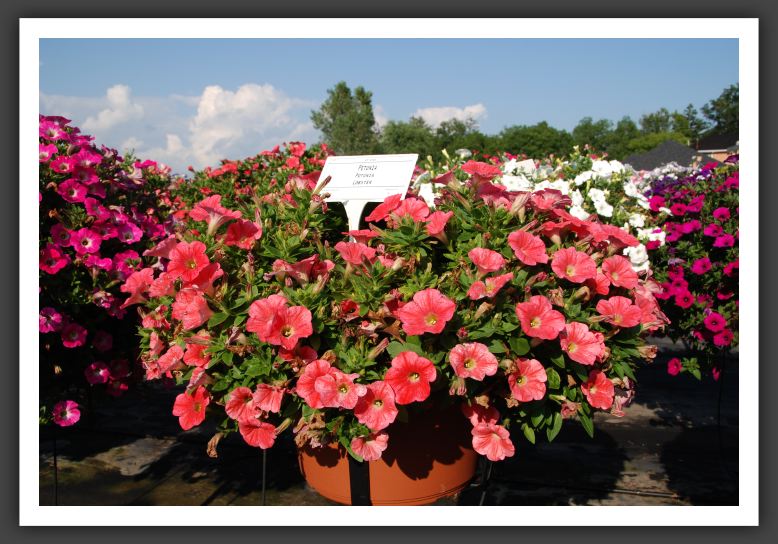Petunia Potunia Lobster_5346