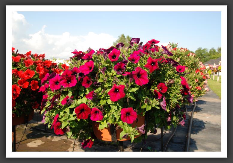 Petunia Potunia Deep Purple_5348