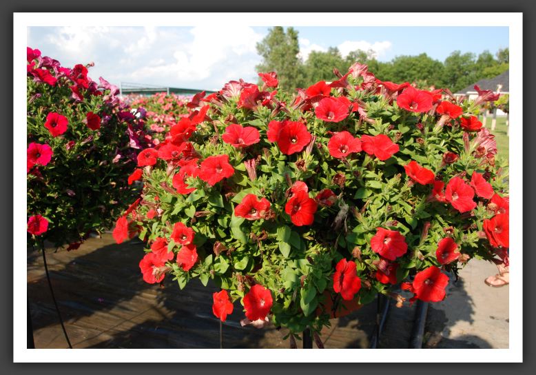 Petunia Potunia Red_5349