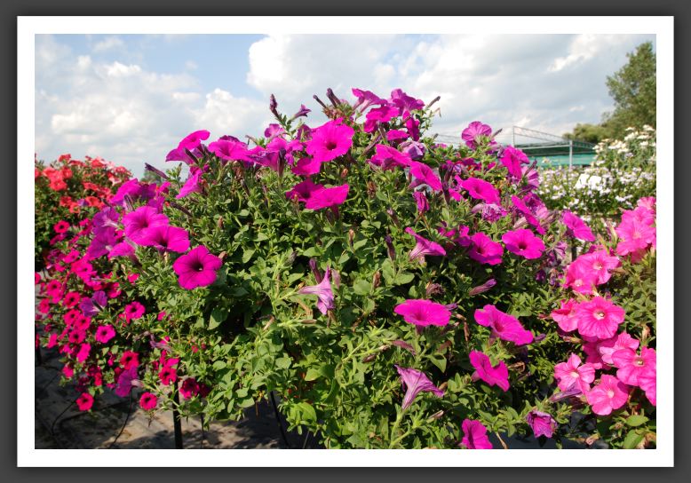 Petunia Explorer Purple_5170