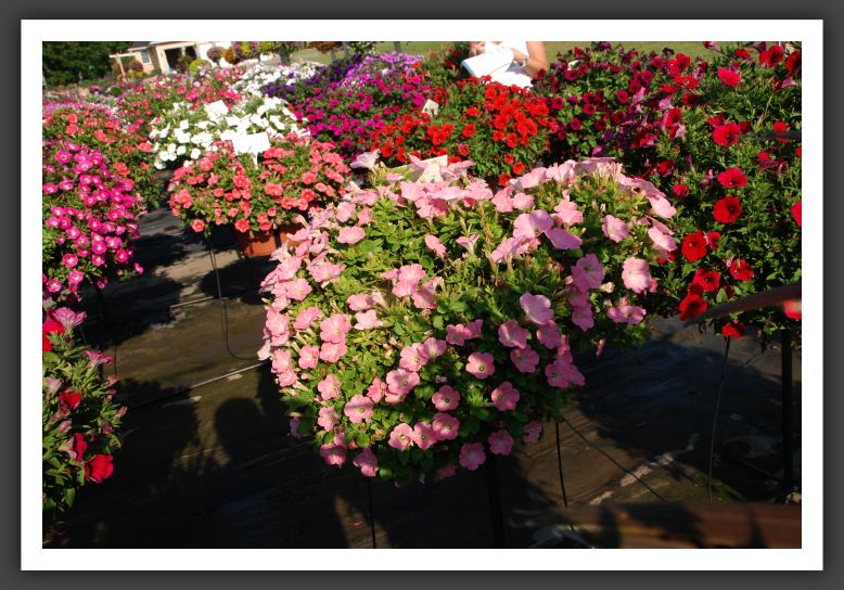 Petunia Potunia Neon_5351