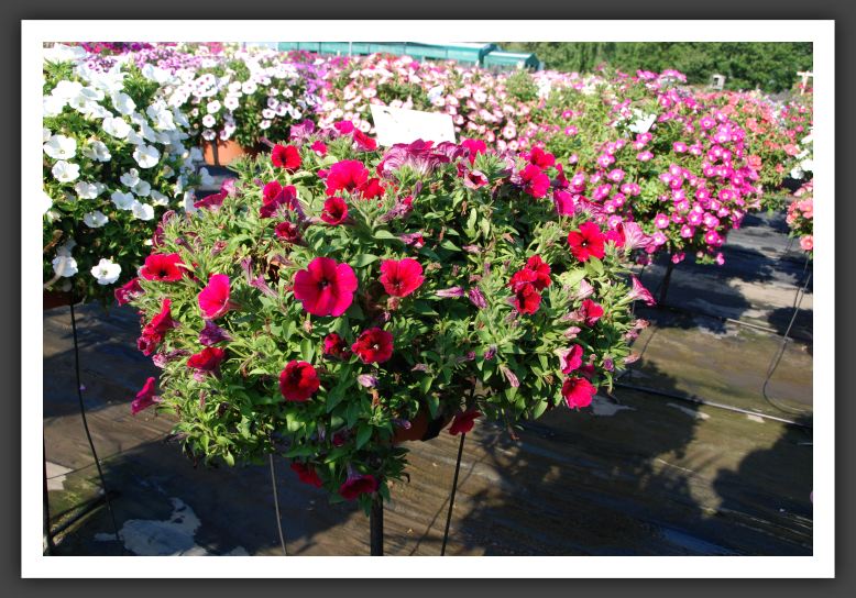 Petunia Potunia Pink_5352