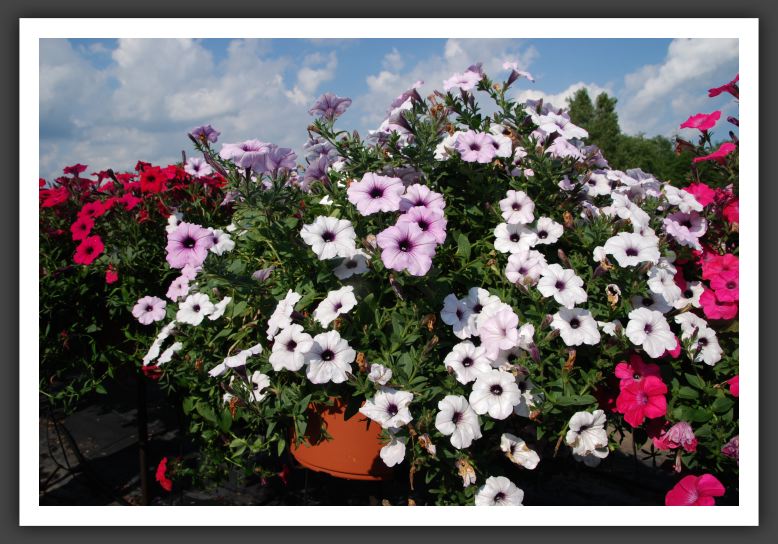 Petunia Tidal Wave Silver_5186