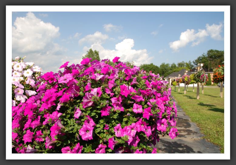 Petunia Wave Lavender_5200