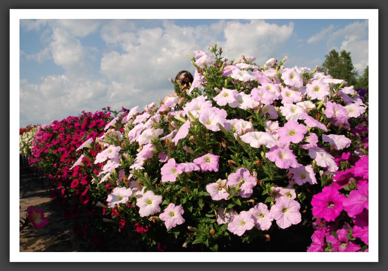 Petunia Wave Misty Lilac_5201