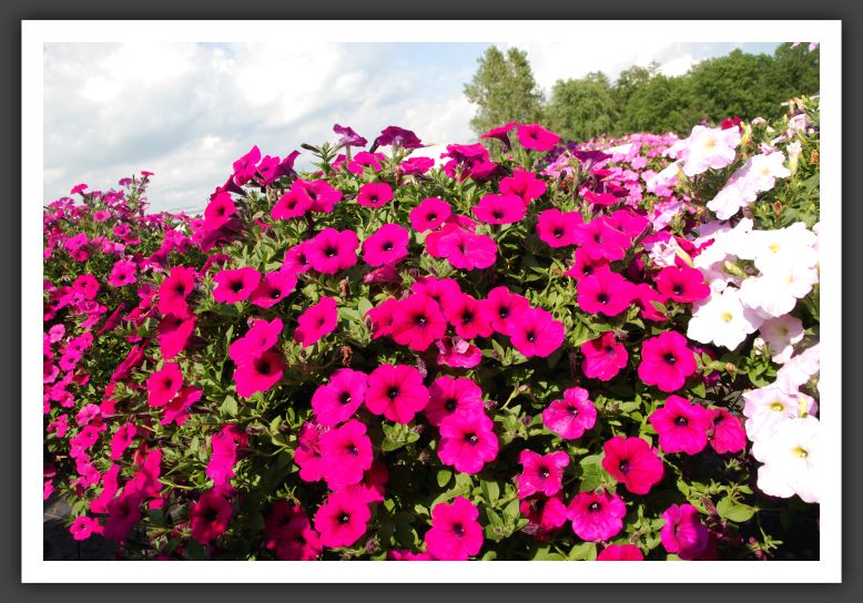 Petunia Wave Purple_5202