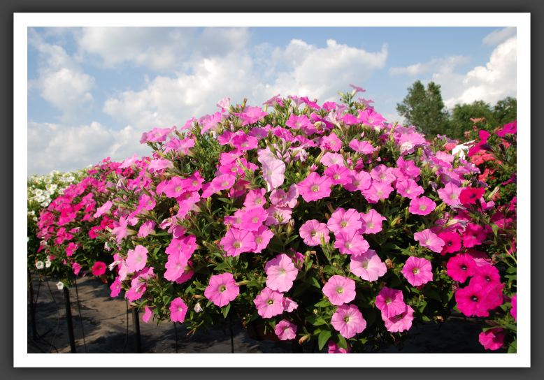 Petunia Shock Wave Pink Shades_5204