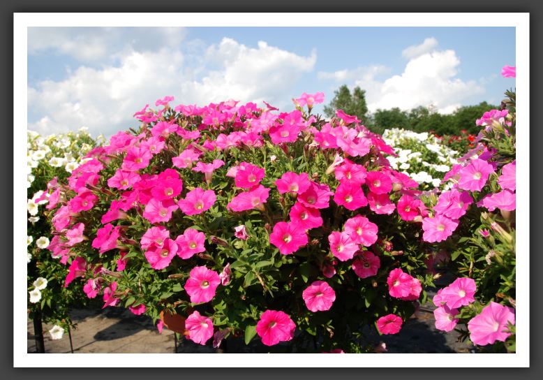 Petunia Shock Wave Rose_5205