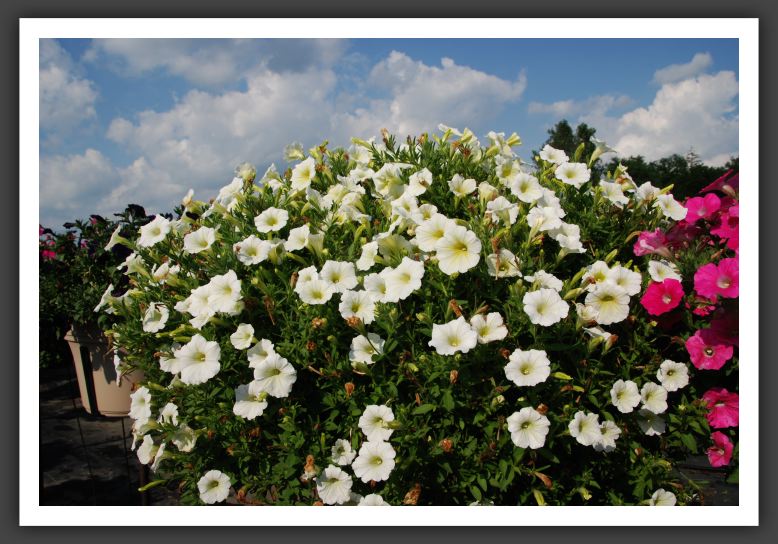 Petunia Shock Wave Ivory_5206